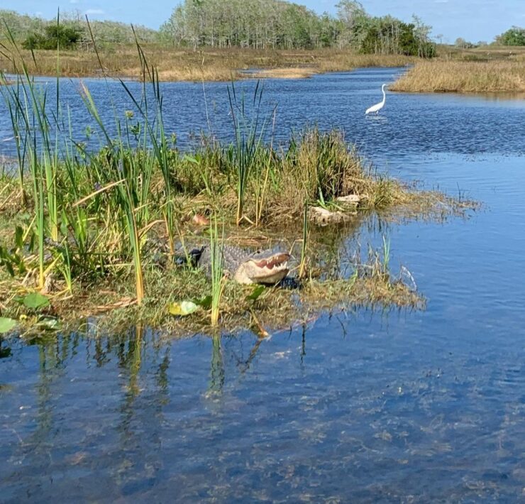 Big Cypress Everglades