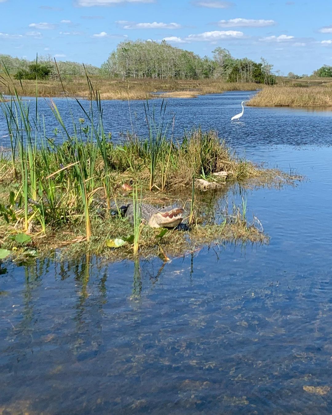 Big Cypress Everglades