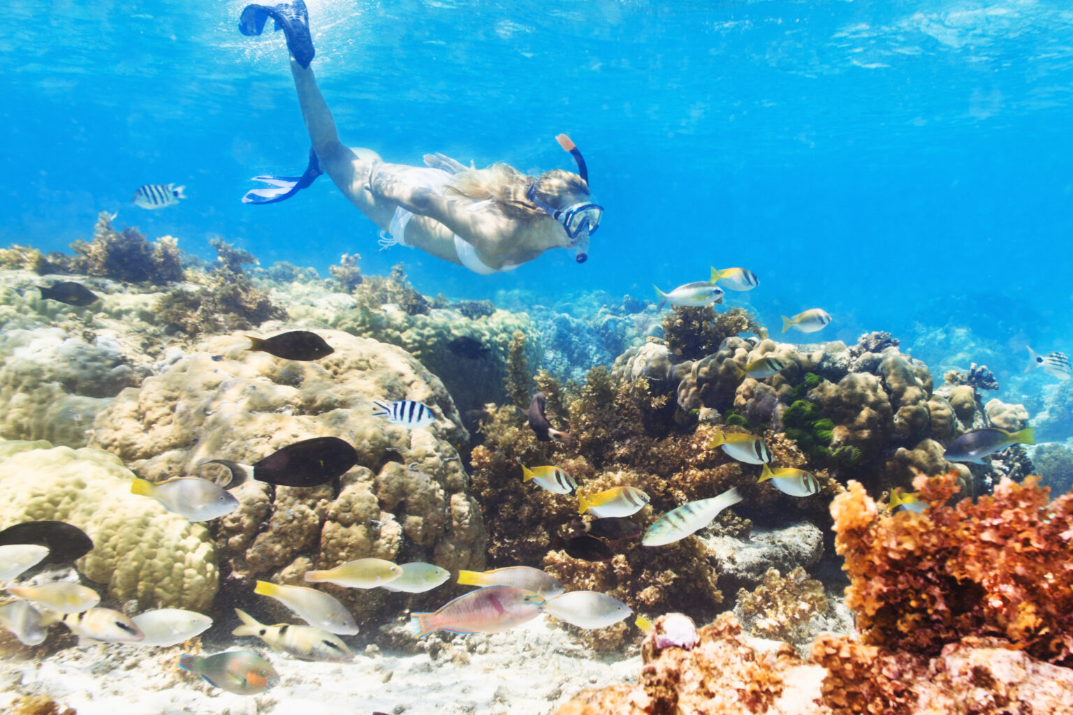 Dive into Paradise: Unveiling the 10 Best Snorkeling in Miami - Breathe ...