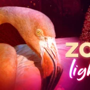 zoo lights miami