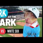 Abandoned Pet Rescue at Bark at the Park