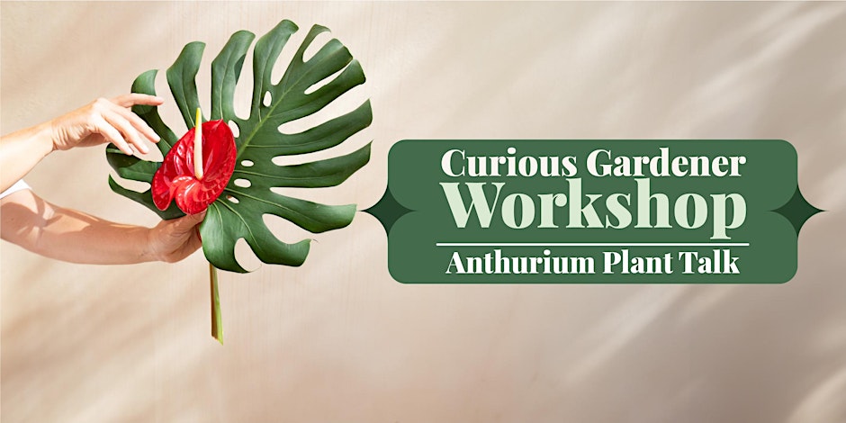 Anthurium Plant Talk & Give Away