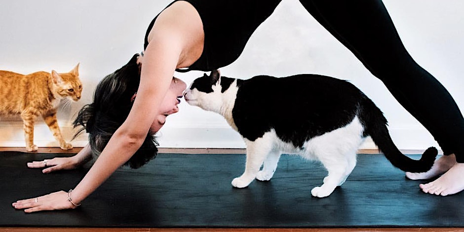 Kitten Yoga For A Good Cause
