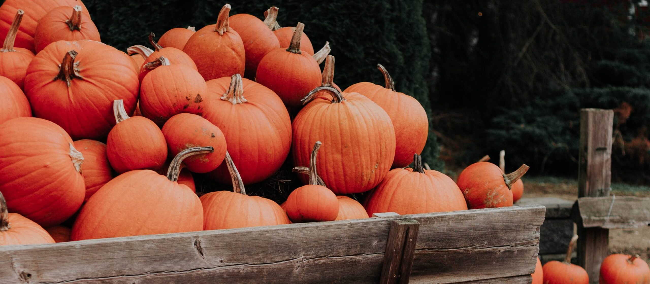 2nd Annual Fall Festival at CB Smith Park